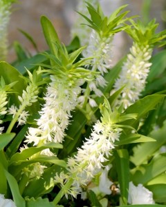 Eucomis Autumnalis